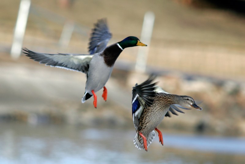 Duck Hunting in Georgia