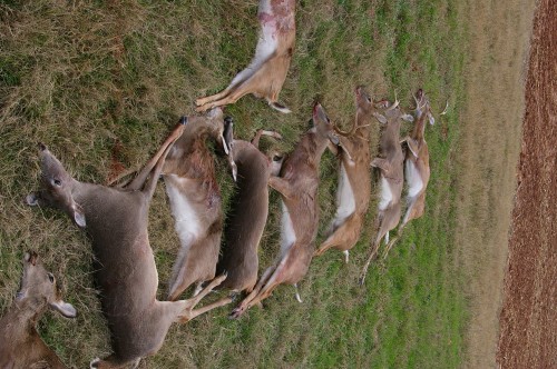 Deer Hunting 20